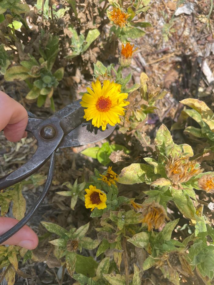 I made a calendula and rose petal infused oil, here’s me harvesting the calendula 