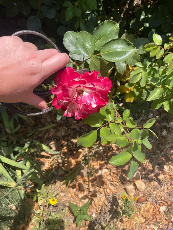 Harvesting rose petals