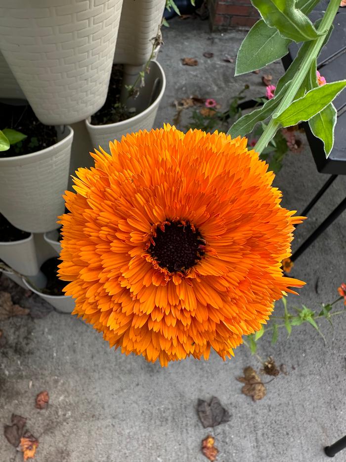 getting ready to harvest the calendula