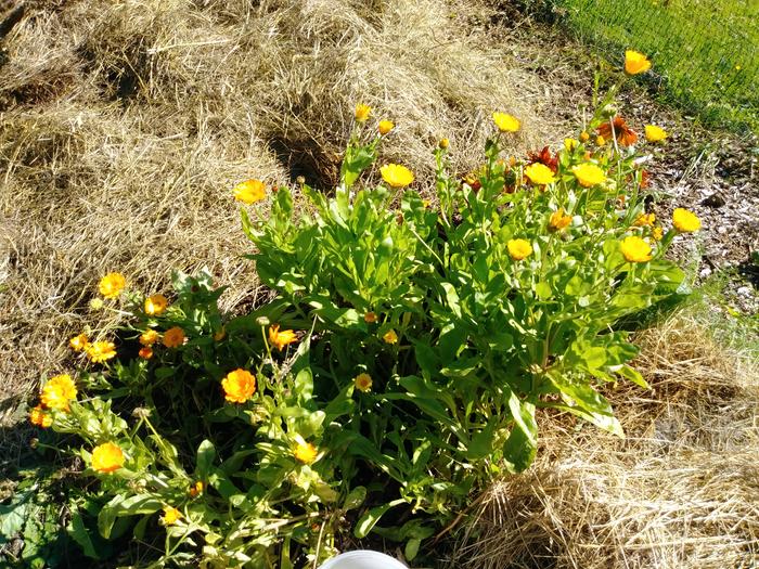 calendulas in garden