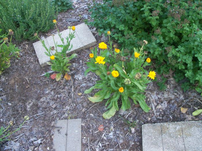 Flower harvest time