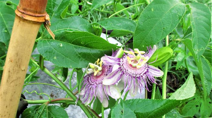 passiflora incarnata