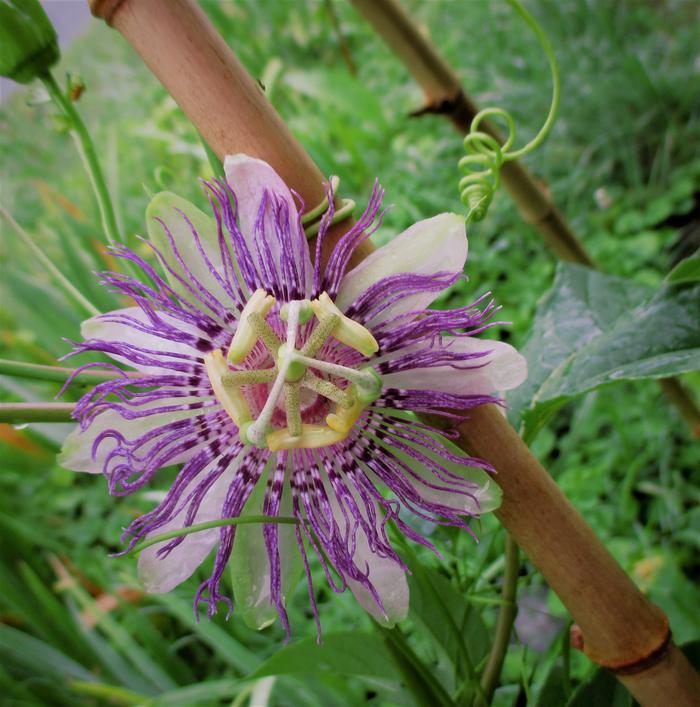 passiflora incarnata