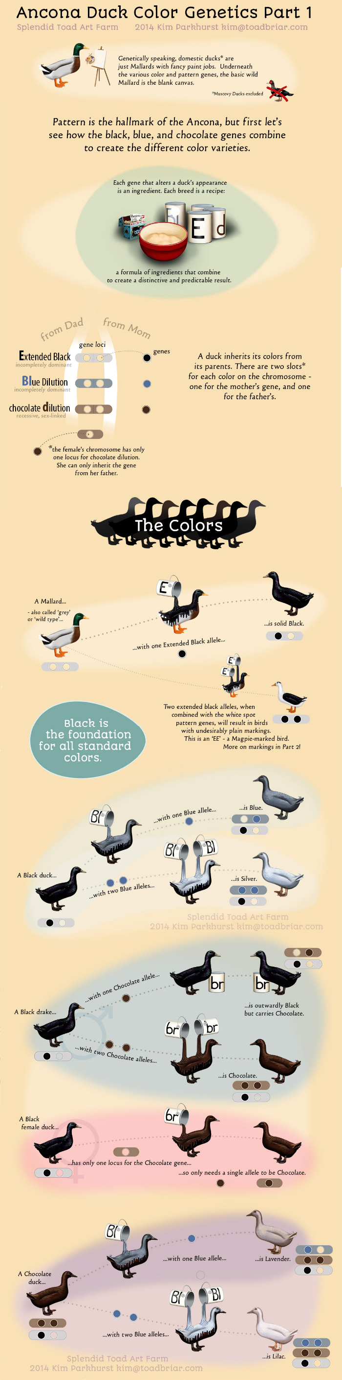 [Thumbnail for duck-color-genetics.jpg]