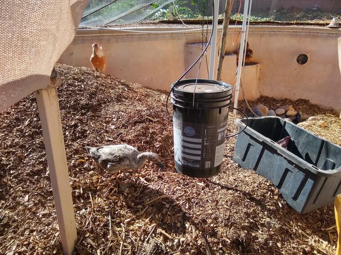 Bucket installed with 1/4 drip line from vegetable garden beds.