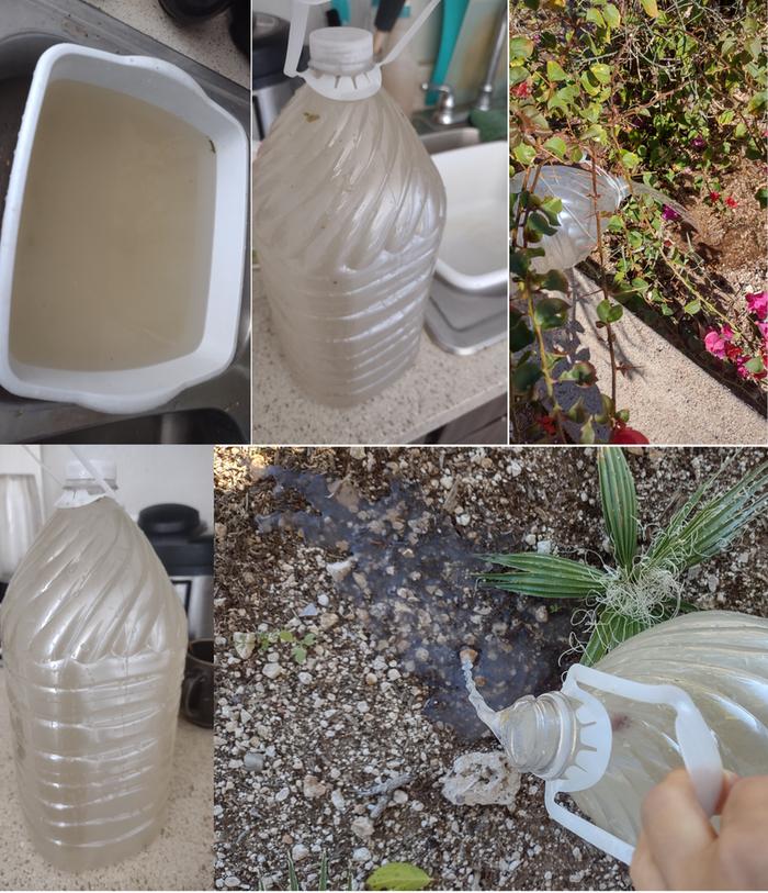 [Thumbnail for dishwater-gallon-1-and-2.jpg]