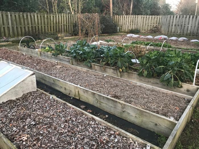 raised beds