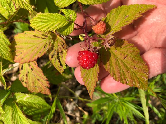 [Thumbnail for 8C133CF5-D0E6-40E6-BFBA-0C2A74127D41.jpeg]