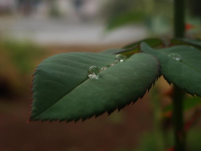 [Thumbnail for Water_Drop_on_rose_leaf.jpg]