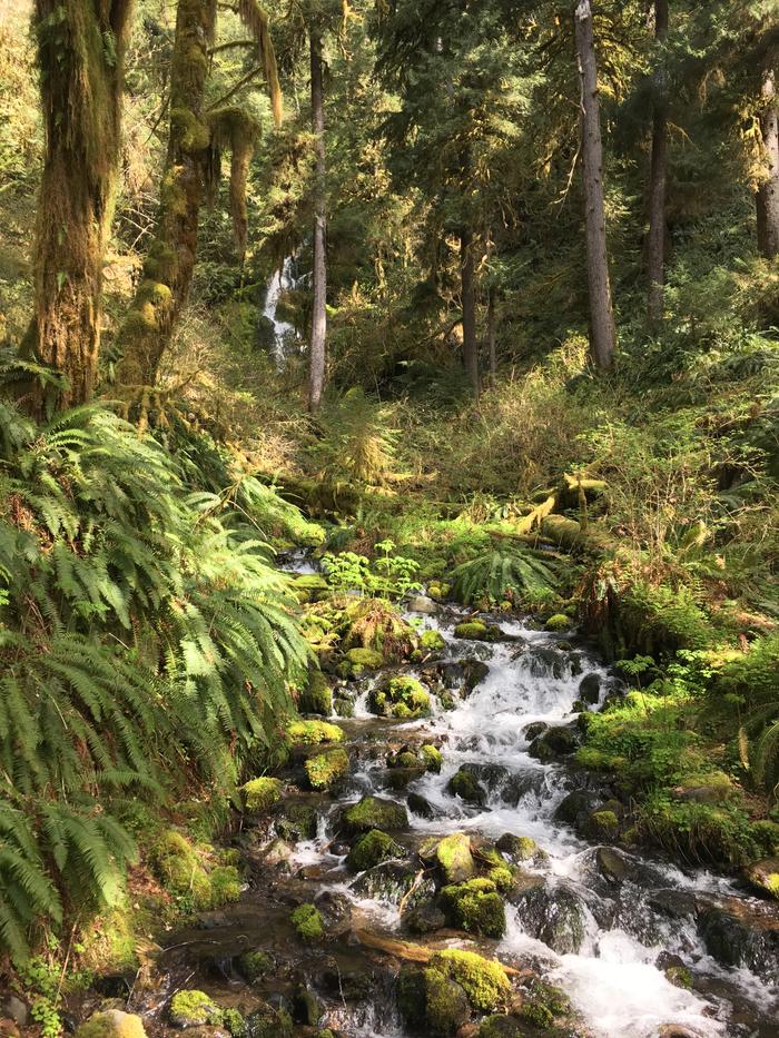 olympic national park