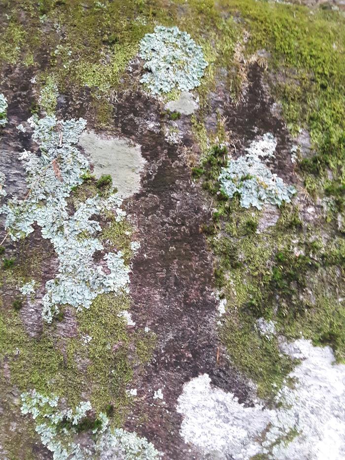 mossy rocks...now with lichen!