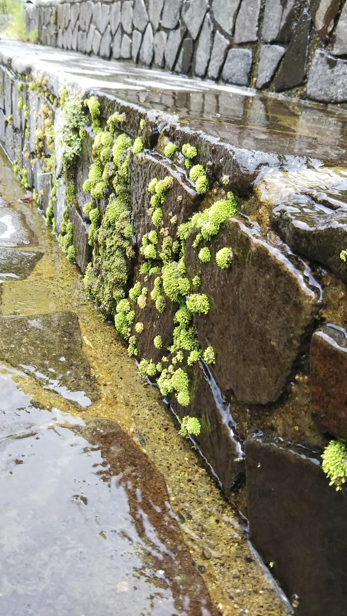 mossy stairs to the river