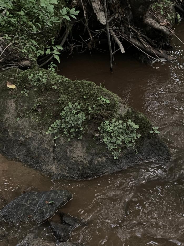 mossy rock