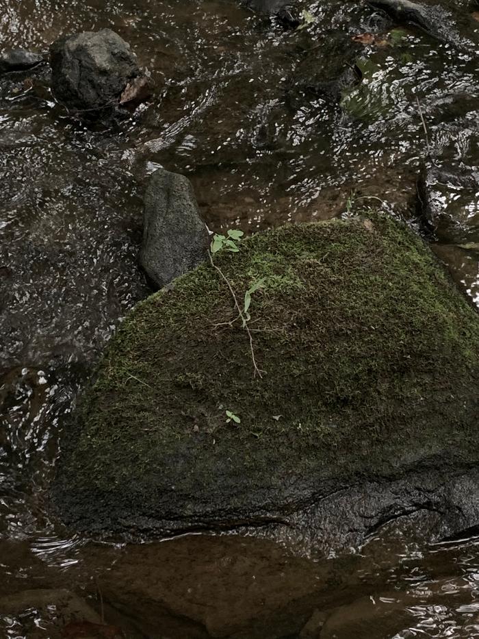 moss rock