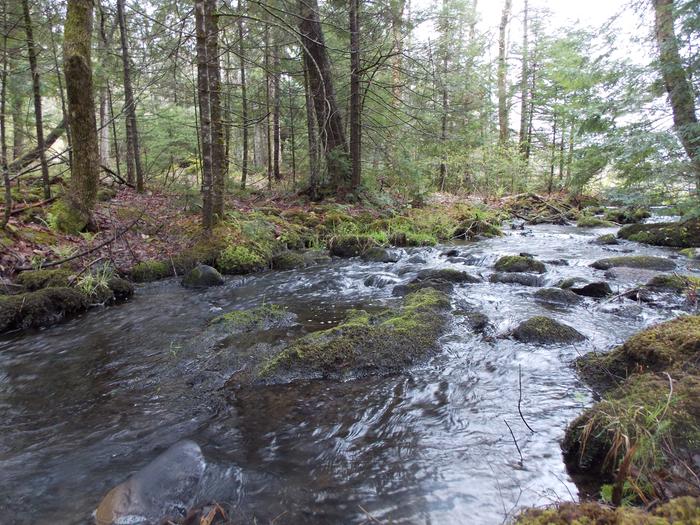 Mossy rocks