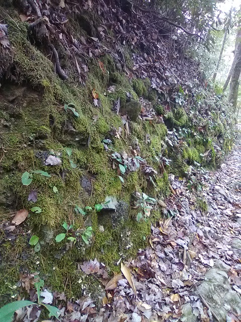 [Thumbnail for moss-vertical-growth.jpg]