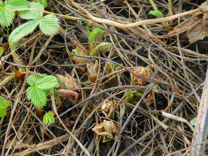 February shoots of Hablitzia tamnoides