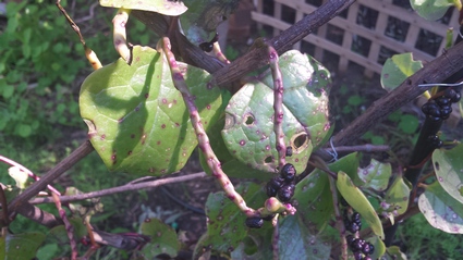 [Thumbnail for Malabar-Spinach-II-July-2019-(Resized).jpg]