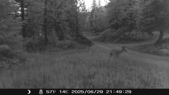 [Thumbnail for CB-cam-check-dusk-deer-photo-5.JPG]