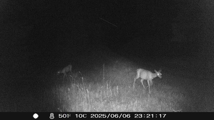 [Thumbnail for CB-cam-check-deer-night-photo-4.JPG]