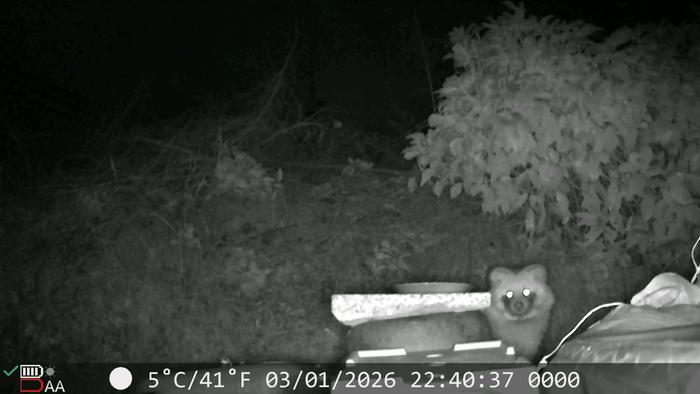 Tanuki (Japanese Racoon Dog) eyeing up the nuts I left out for the crows that morning
