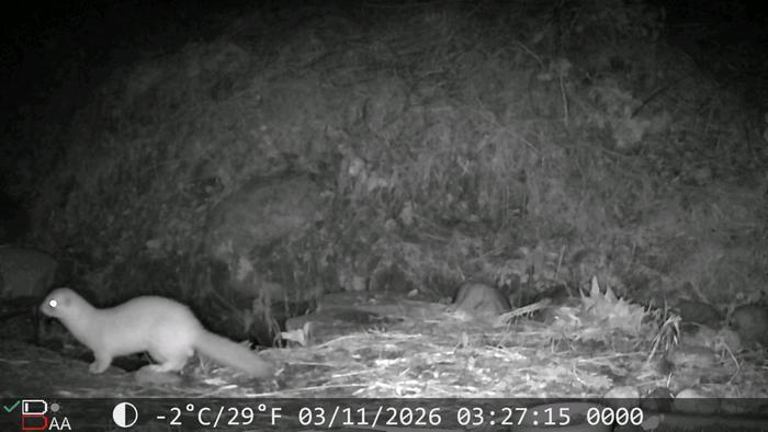 Ermine or a Weasal? Not sure yet as the winter coat is very fluffy