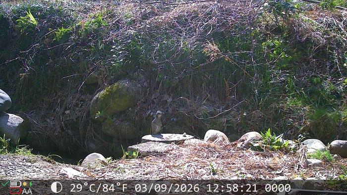 Brown-eared Bulbul, there are hundreds of these guys about, skreechy bird song