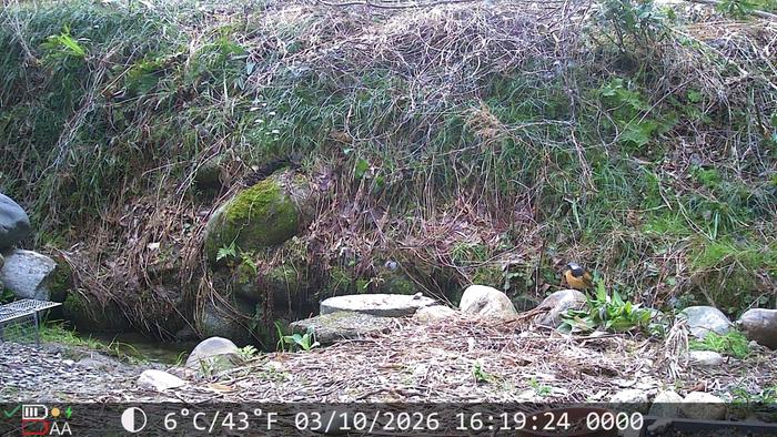 First time seeing a Daurian Redstart, their song sounds like flint being knocked together!