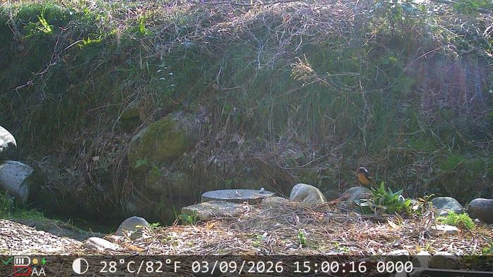 Back again... I guess he really likes that rock