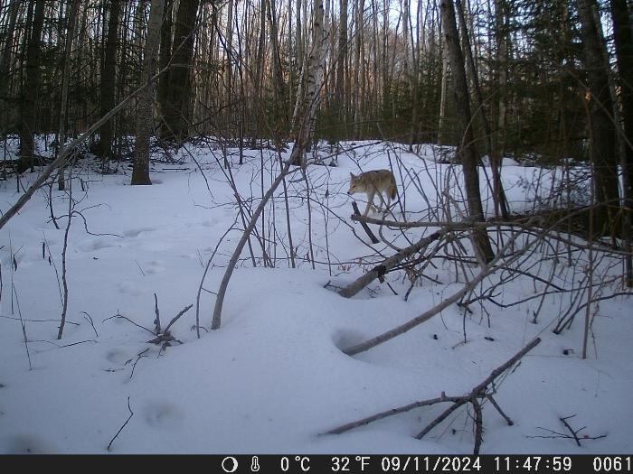 [Thumbnail for timberWolf01.jpg]