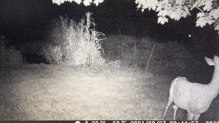 [Thumbnail for deer01.png]