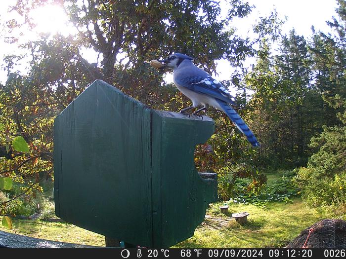 [Thumbnail for bluejay02.JPG]