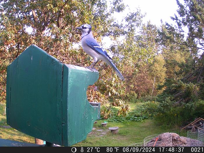 [Thumbnail for bluejay01.JPG]