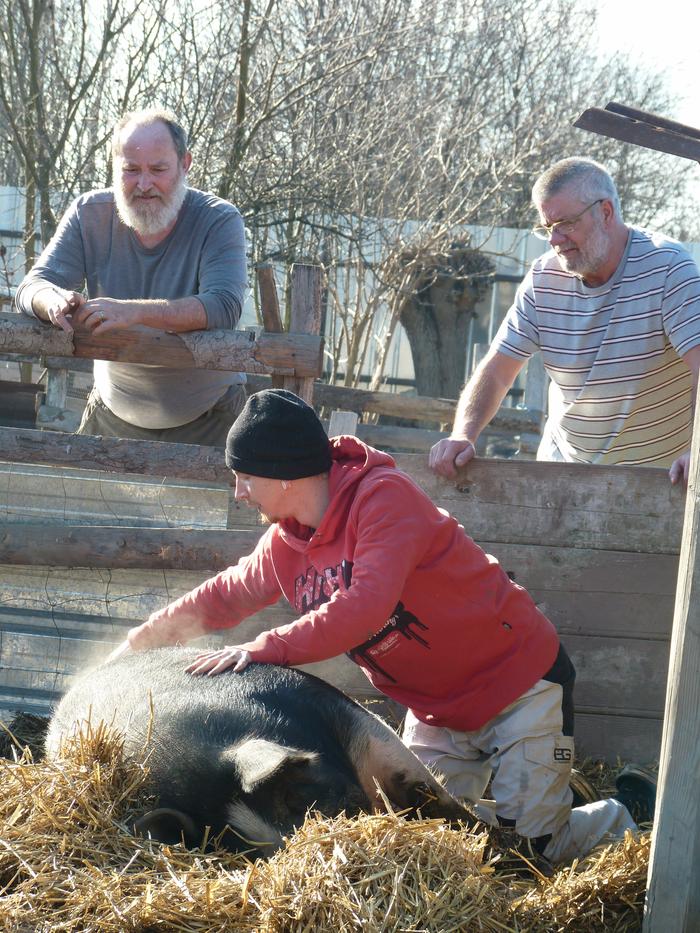 pig massage