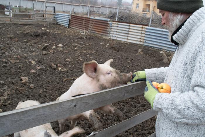 feeding pigs