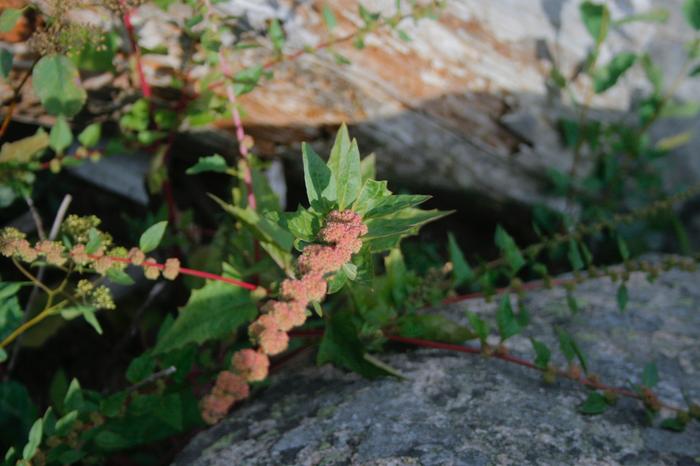 [Thumbnail for plant-1.jpg]