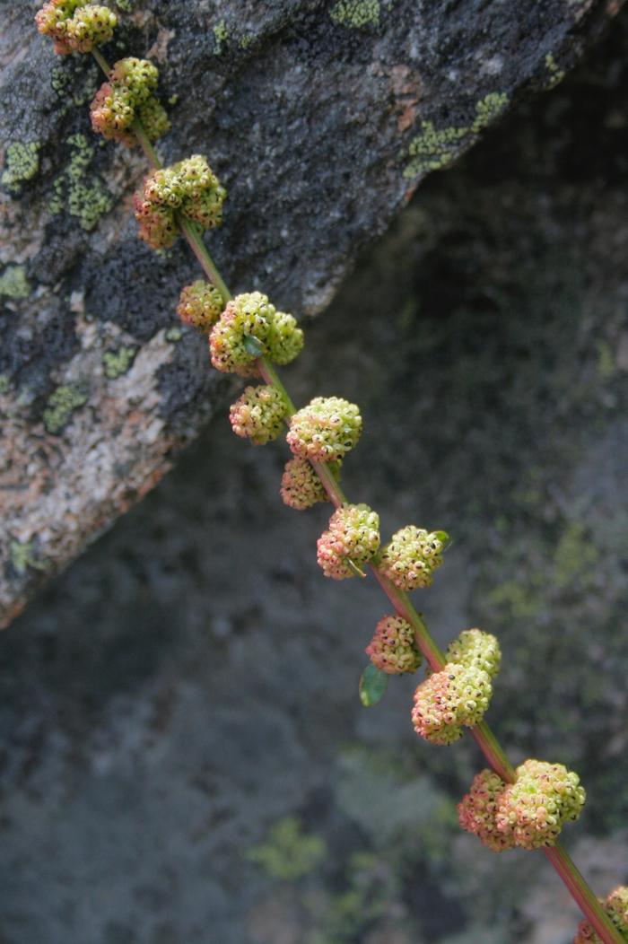 [Thumbnail for plant-3.jpg]