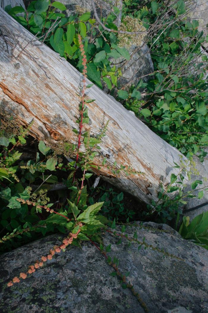 [Thumbnail for plant-4.jpg]