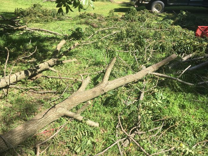 untrimmed walnut limbs