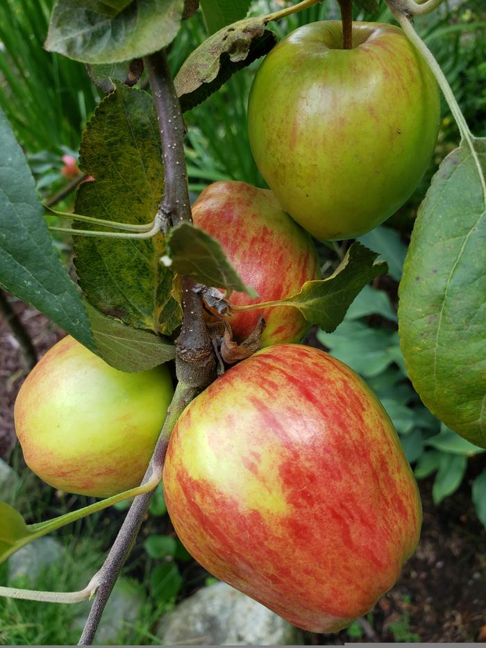 [Thumbnail for Apples.jpg]