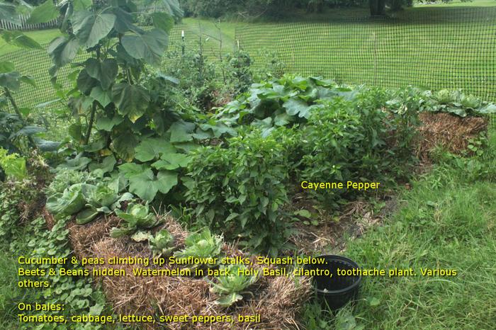 [Thumbnail for Polyculture-Strawbale-garden-2019-07-21sm.png]