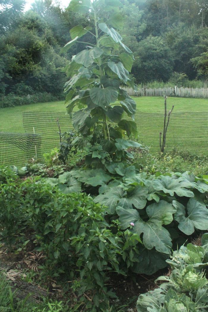 [Thumbnail for Polyculture-Strawbale-garden-2019-07-21sm2.png]
