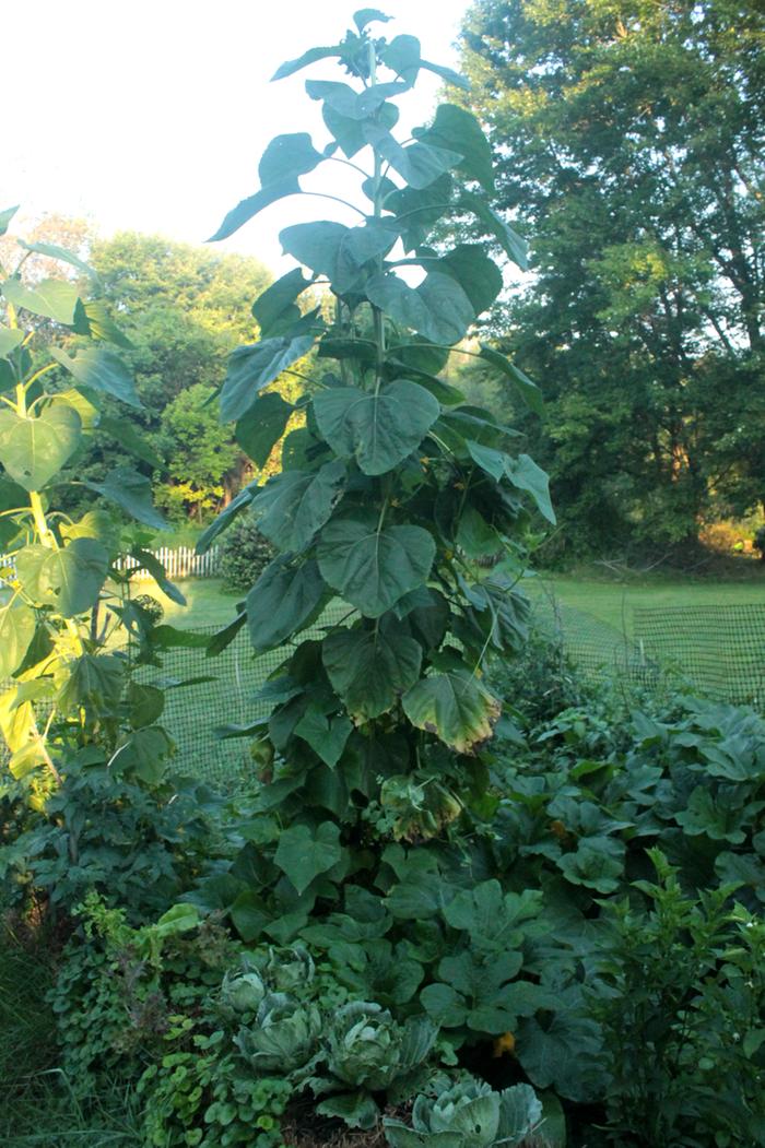 [Thumbnail for Polyculture-Strawbale-garden-2019-08-05-(16).png]