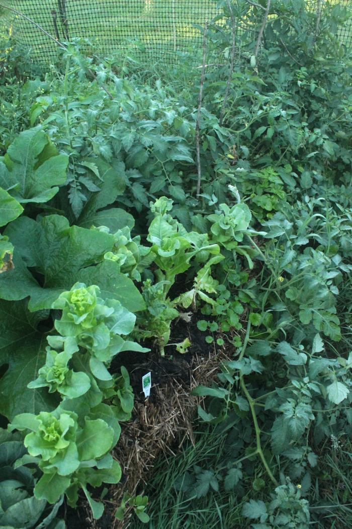 [Thumbnail for Polyculture-Strawbale-garden-2019-08-05-(7).png]