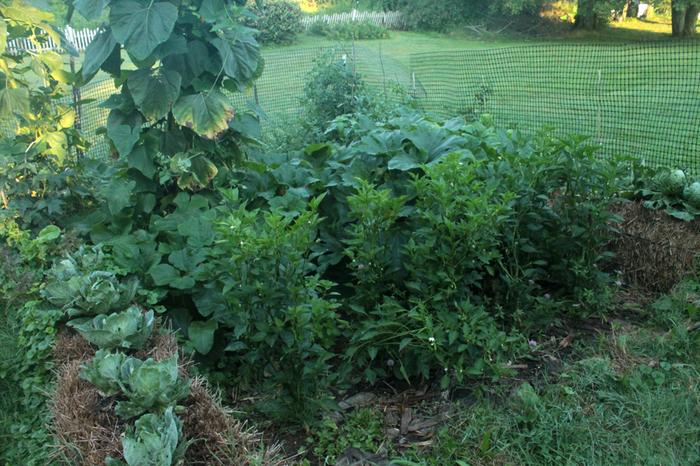 [Thumbnail for Polyculture-Strawbale-garden-2019-08-05-(10).png]