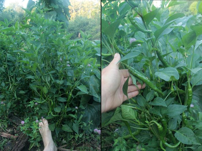 [Thumbnail for Polyculture-Strawbale-garden-2019-08-05-(8).png]