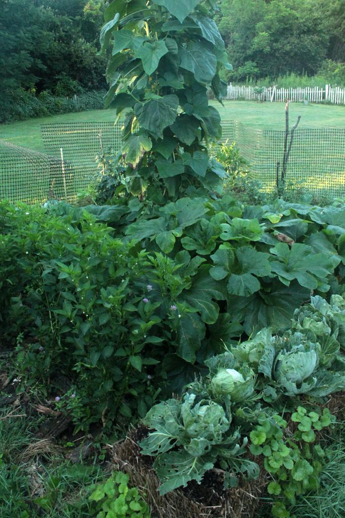 [Thumbnail for Polyculture-Strawbale-garden-2019-08-05.png]