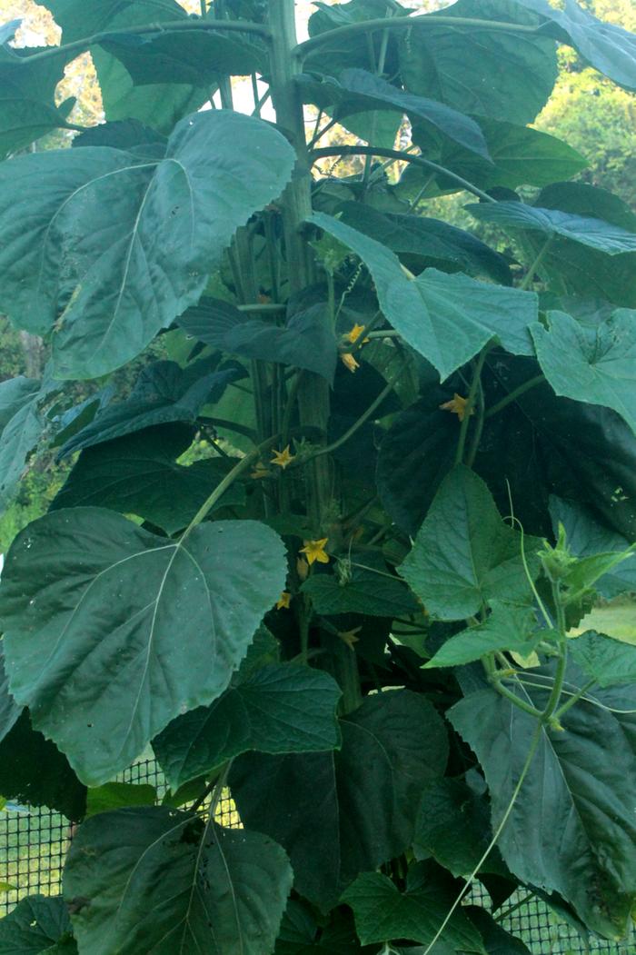 [Thumbnail for Polyculture-Strawbale-garden-2019-08-05-(4).png]