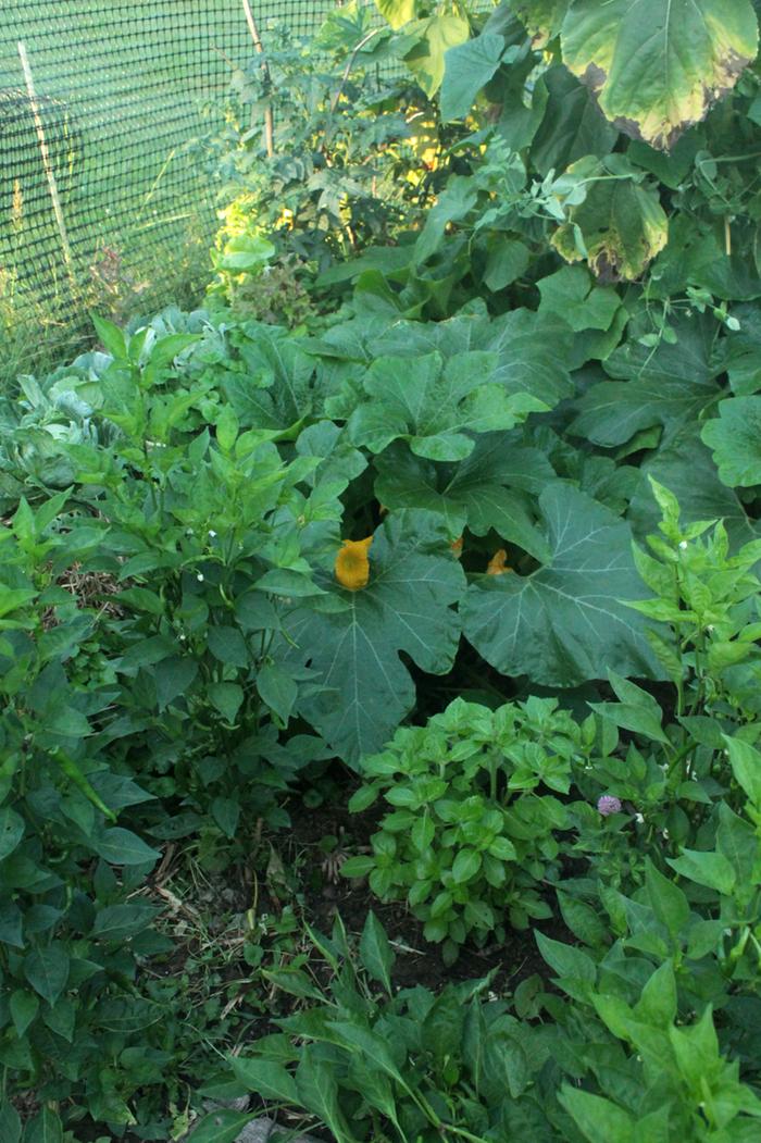 [Thumbnail for Polyculture-Strawbale-garden-2019-08-05-(6).png]