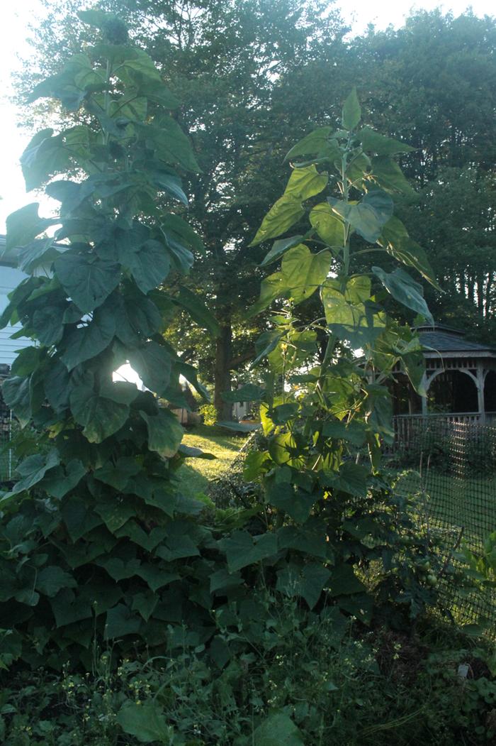 [Thumbnail for Polyculture-Strawbale-garden-2019-08-05-(11).png]